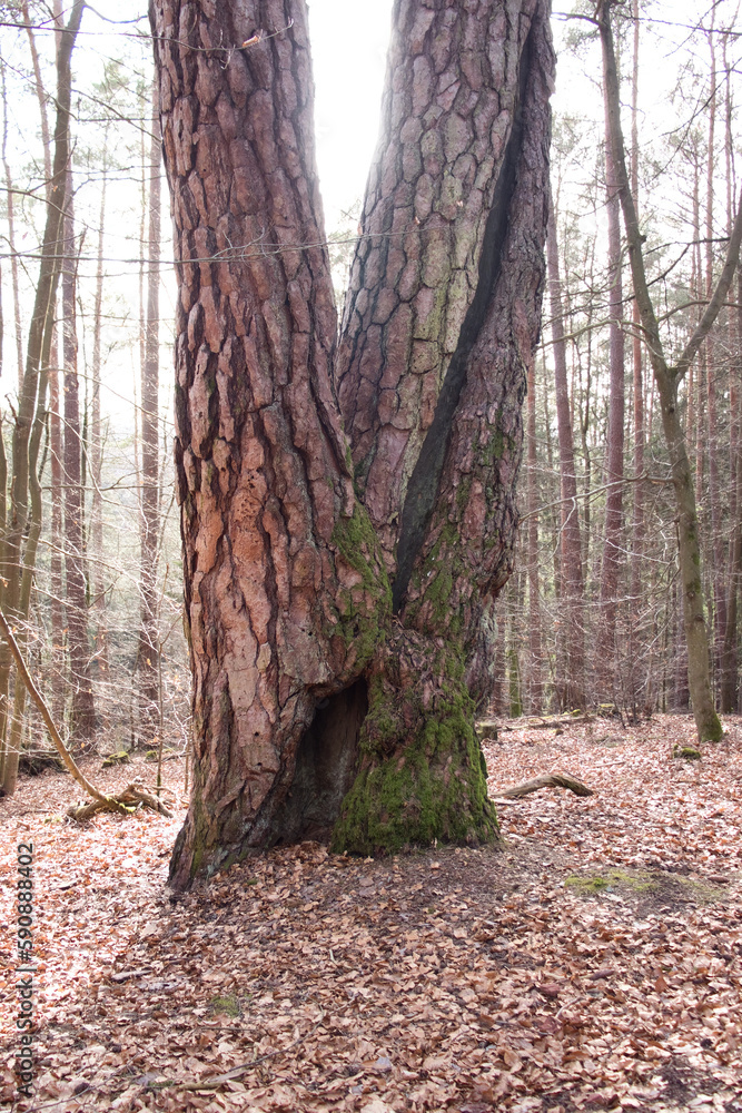 Obraz premium Sun shining behind a large tree in the Palatinate Forest on a winter day in Germany.
