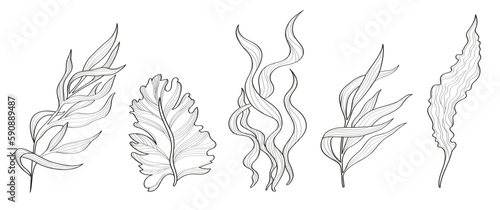 Vector set of seaweeds. Set of black and white hand drawn marine flora photo