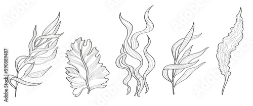 Vector set of seaweeds. Set of black and white hand drawn marine flora