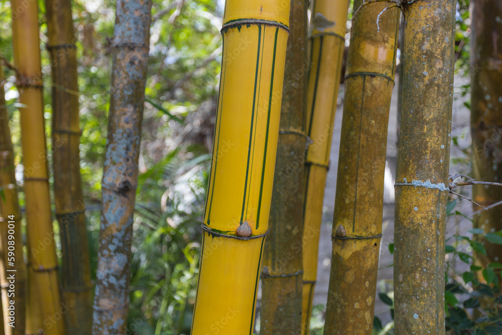 Close up of yellow bamboo tree among several others Close up of yellow bamboo tree among several others