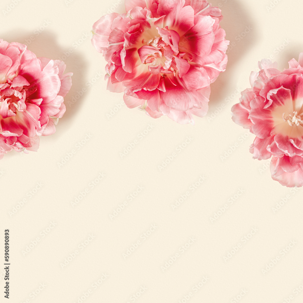Peony tulips flower spring holiday flowery aesthetic background, minimal botanical flat lay, floral top view with gradient pink red blooming flowers on beige colored with empty space, nature design