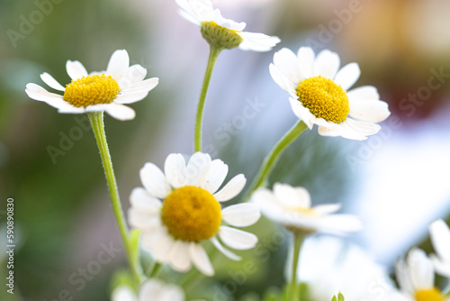 White flowers of small daisies in a natural field. wildflower flower buds, typical spring flowers. Spring, change of season with flowers like chamomile and daisies