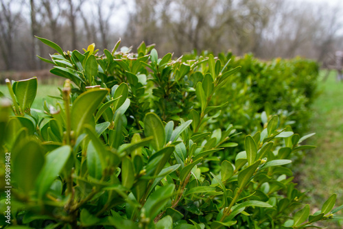 A row of green plants with the word holly on the top. High quality photo