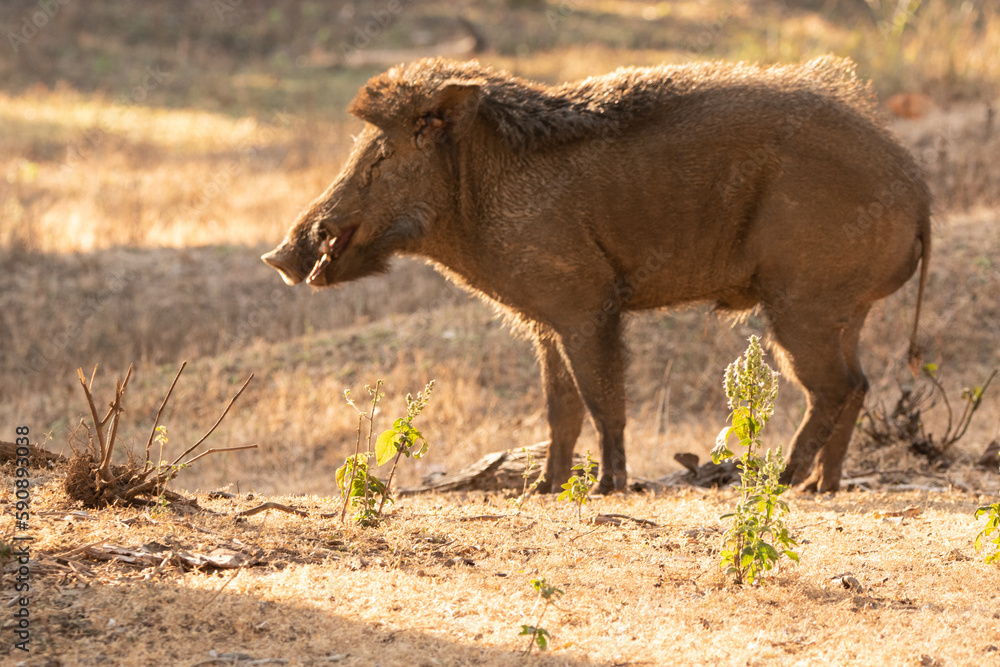 Fototapeta premium Wild Boar Bandhavgarh