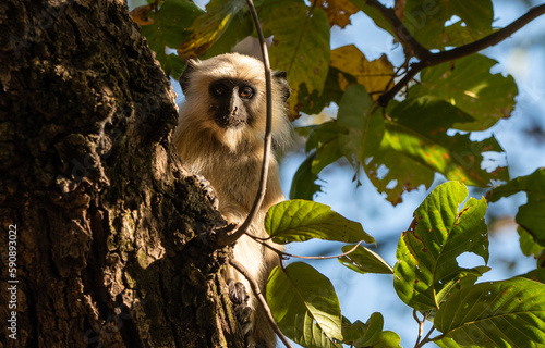 Langur monkey photo