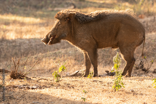 Wild Boar Bandhavgarh