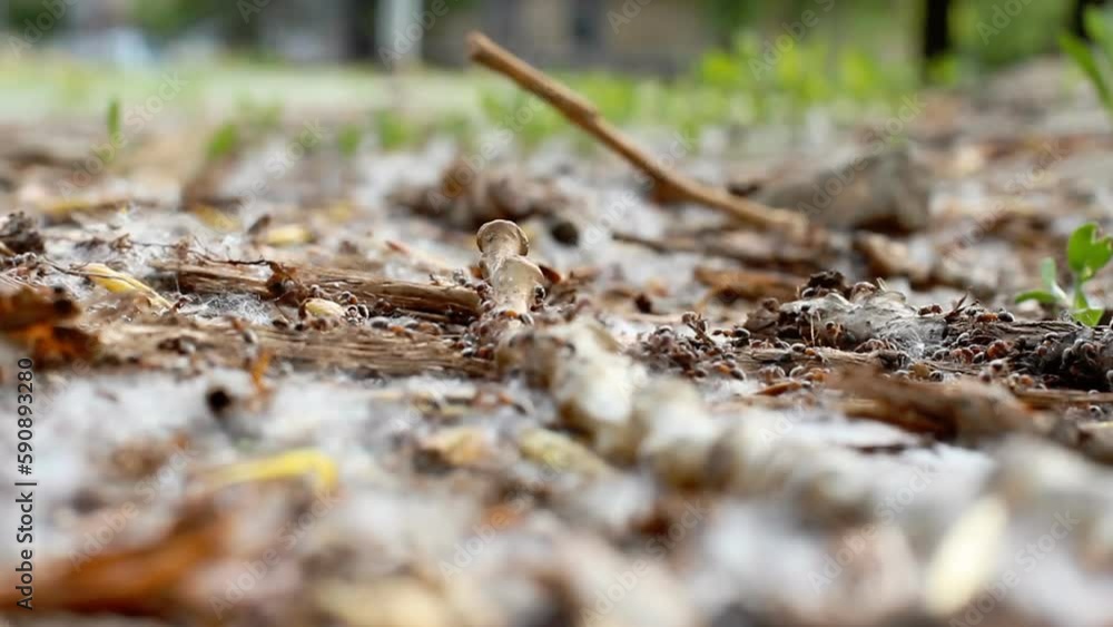 Ants are moving on the ground. Ants are moving on the ground.