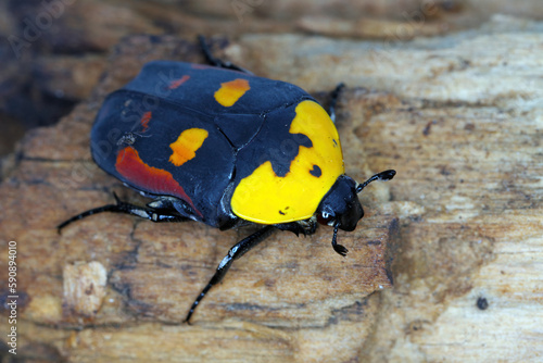 Scarab fruit beetle, Pachnoda iskuulka (Scarabaeidae). A beautiful beetle often bred by passionate hobbyists in terrariums. photo