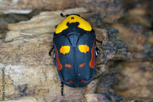 Scarab fruit beetle, Pachnoda iskuulka (Scarabaeidae). A beautiful beetle often bred by passionate hobbyists in terrariums. photo