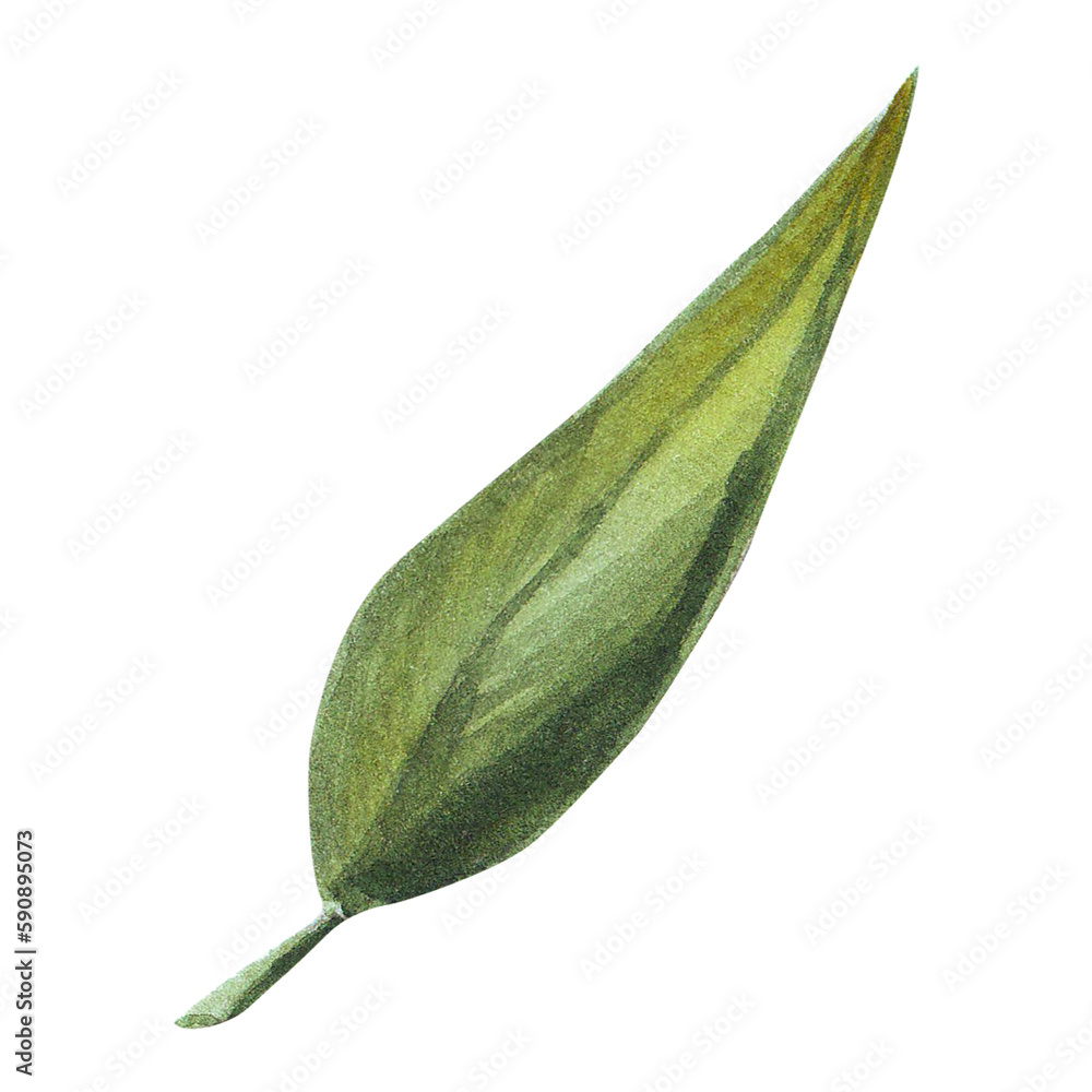 Fototapeta premium Watercolor hand drawn green leaves. Good for wrapping paper, pattern elements, summer design etc.