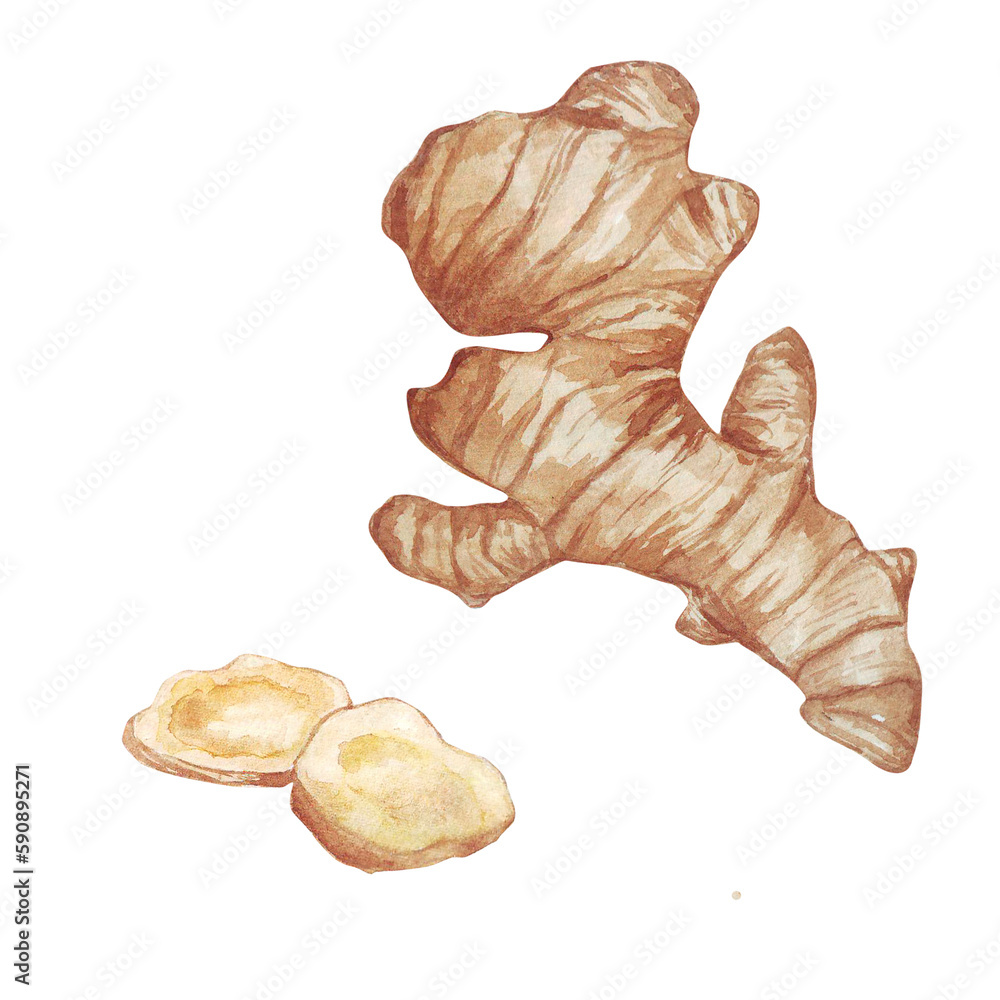 Watercolor hand drawn ginger root illustration. Isolated on white. Watercolor hand drawn ginger root illustration. Isolated on white.