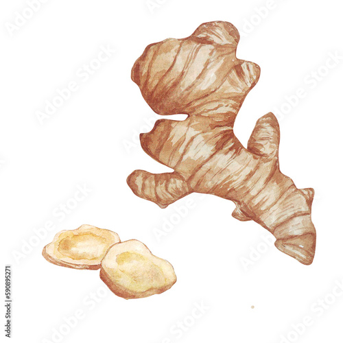 Watercolor hand drawn ginger root illustration. Isolated on white.