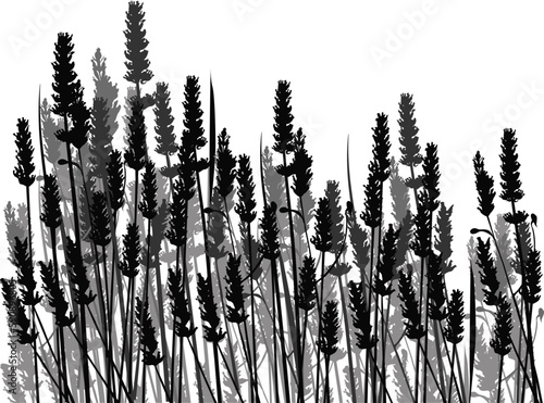 black and grey cereal grass isolated on white