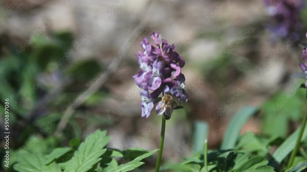 Bees land on a flower in the forest, collect pollen, and fly away, Bees land on a flower in the forest, collect pollen, and fly away,
