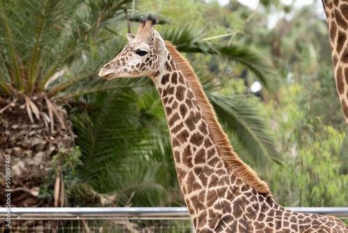 Giraffe at zoo