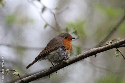 A young robin on a cloudy day.
