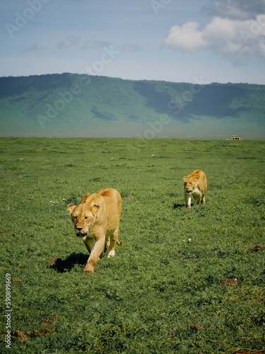 Lioness in Ngorongoro national park, Tanzania