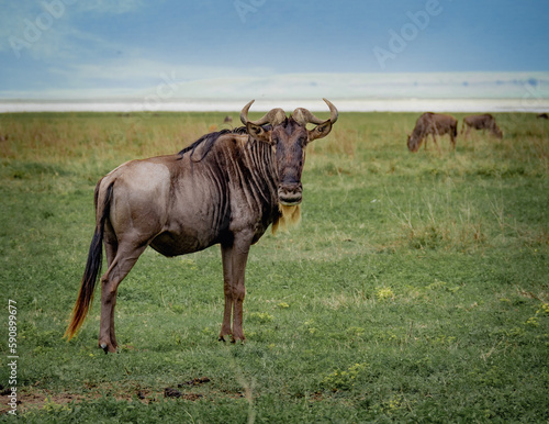 Wildebeest in Ngorongoro national park, Tanzania