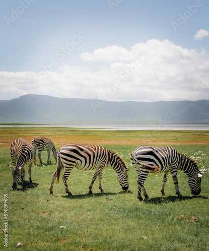 Zebras in Ngorongoro national park, Tanzania