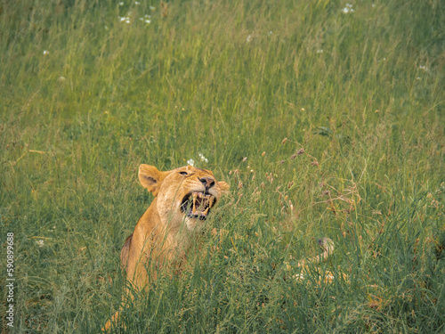 lion in Ngorongoro national park, Tanzania