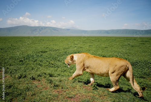 Lion in Ngorongoro national park, Tanzania
