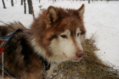 Husky dog in the winter season in nature