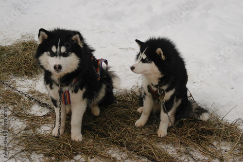 Husky dog in the winter season in nature