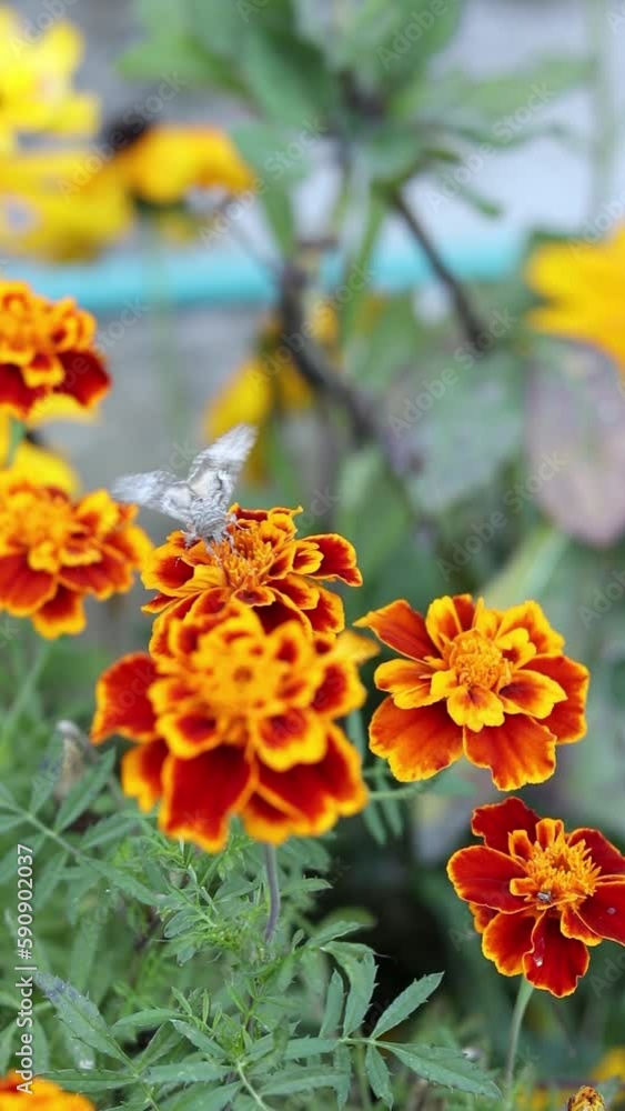 Alfalfa looper moth feeding on beautiful orange flowers in park. Soybean looper butterfly insect flying and collecting nectar from colorful fresh plants. Vertical video, selective focus. Alfalfa looper moth feeding on beautiful orange flowers in park. Soybean looper butterfly insect flying and collecting nectar from colorful fresh plants. Vertical video, selective focus.