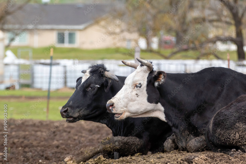Two cows with horns resting Two cows with horns resting