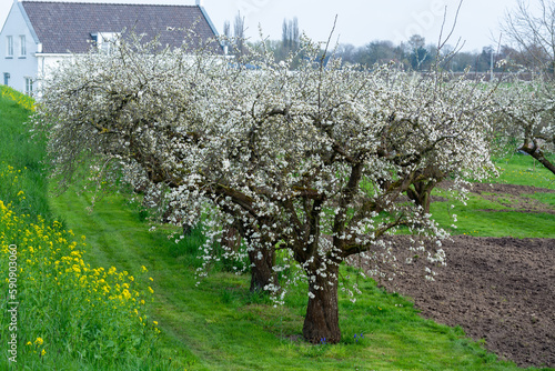Spring white blossom of old plum prunus tree, orchard with fruit trees in Betuwe, Netherlands in april photo