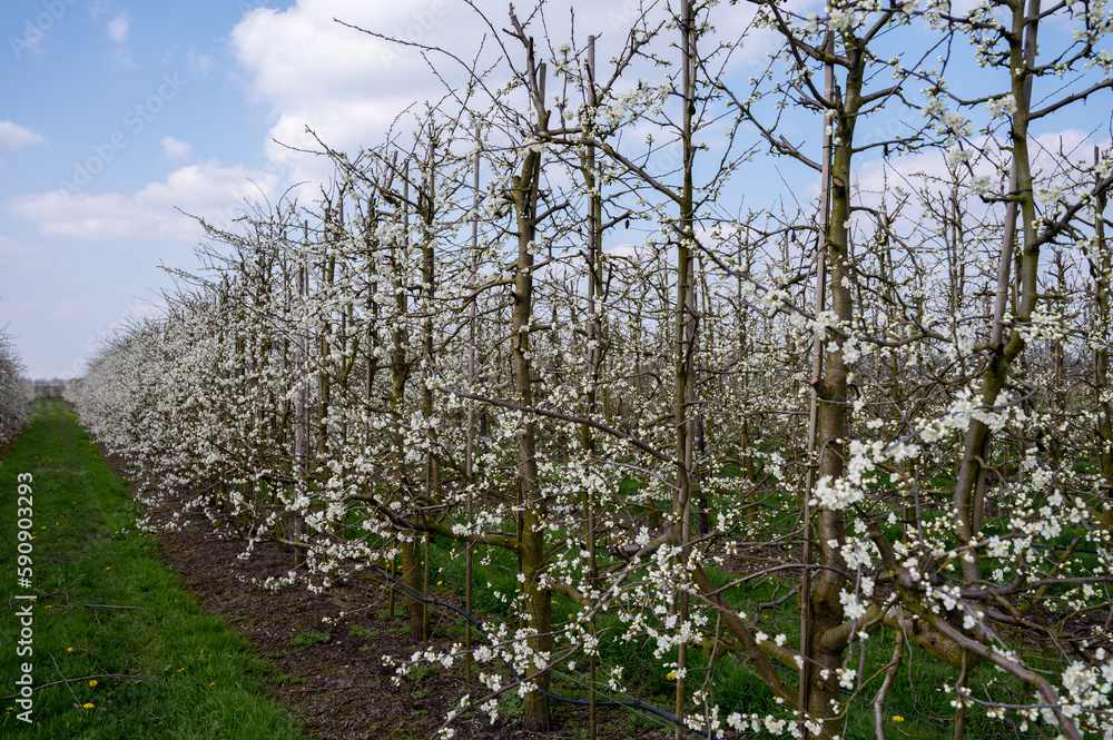 Fototapeta premium Spring white blossom of plum prunus tree, orchard with fruit trees in Betuwe, Netherlands in april