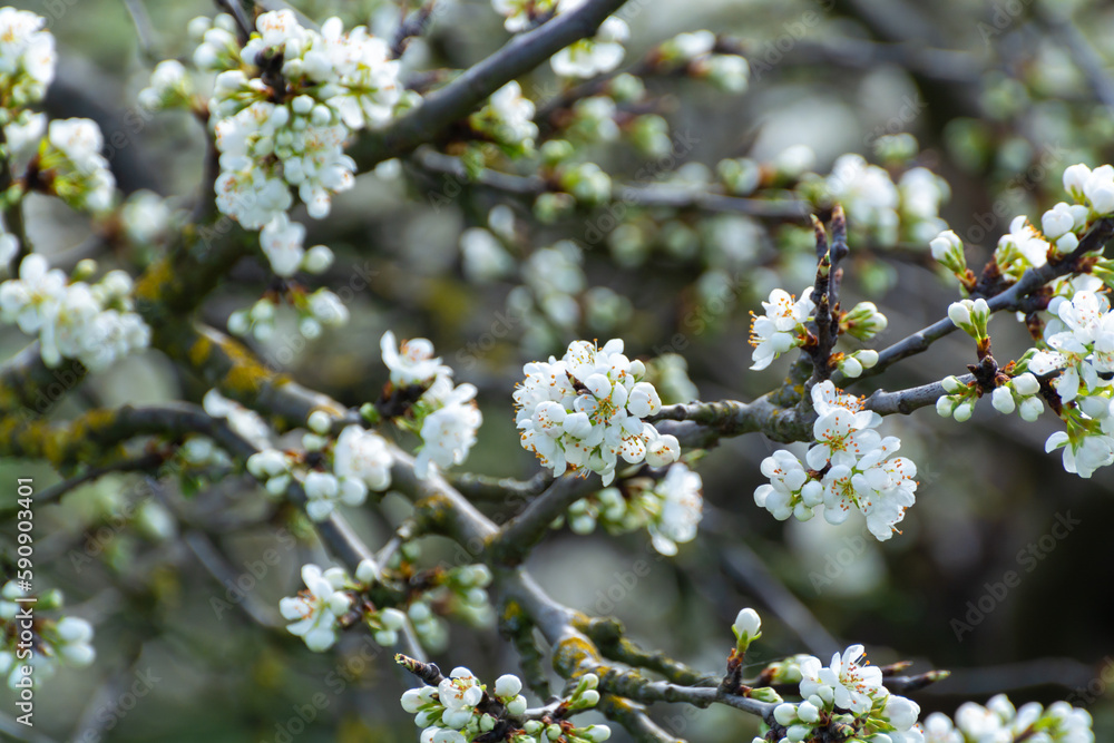 Spring white blossom of plum prunus tree, orchard with fruit trees in Betuwe, Netherlands in april
