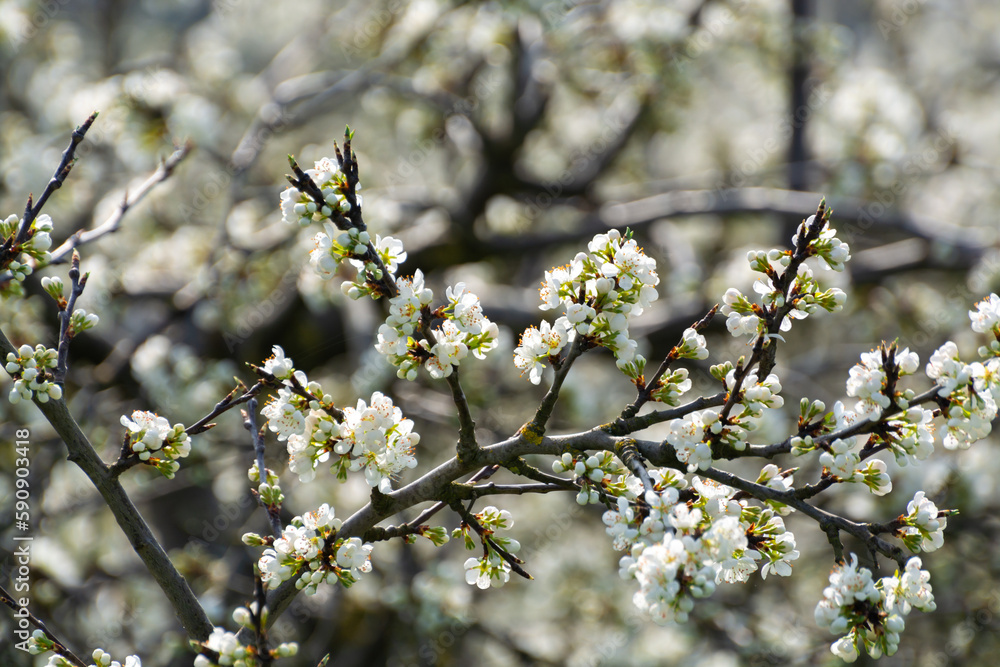 Spring white blossom of plum prunus tree, orchard with fruit trees in Betuwe, Netherlands in april Spring white blossom of plum prunus tree, orchard with fruit trees in Betuwe, Netherlands in april
