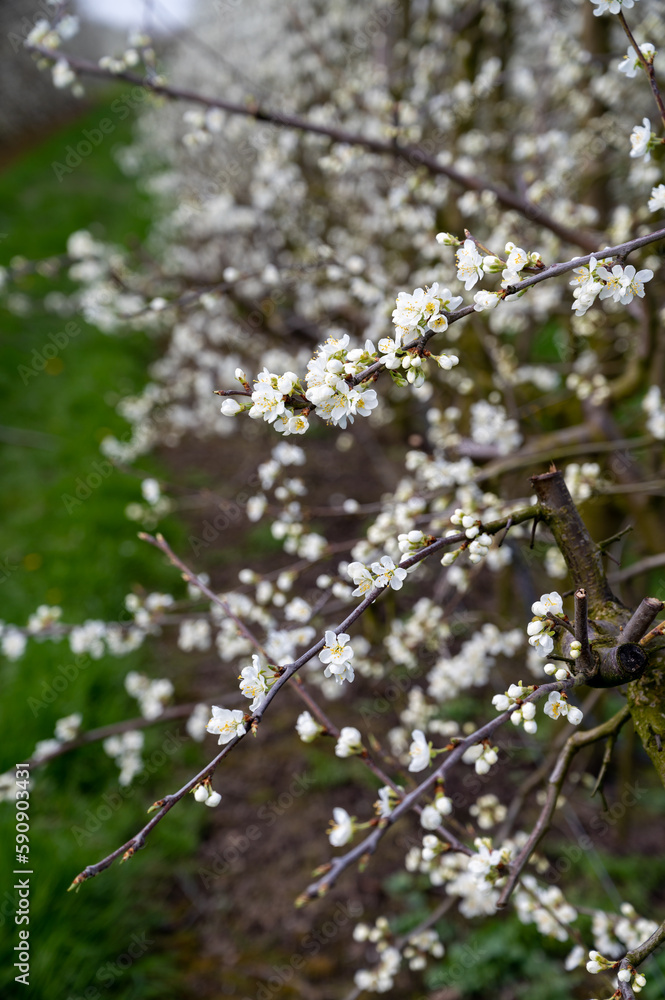 Spring white blossom of plum prunus tree, orchard with fruit trees in Betuwe, Netherlands in april Spring white blossom of plum prunus tree, orchard with fruit trees in Betuwe, Netherlands in april
