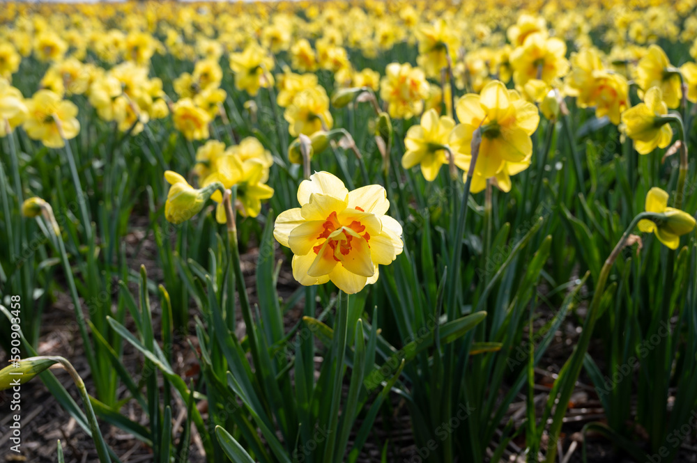 Dutch spring, colorful yellow daffodils in blossom on farm fields in april near Lisse, North Holland, the Netherlands Dutch spring, colorful yellow daffodils in blossom on farm fields in april near Lisse, North Holland, the Netherlands