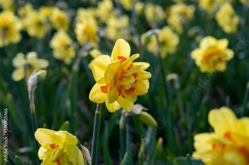 Fototapeta Naklejka Na Ścianę i Meble -  Dutch spring, colorful yellow daffodils in blossom on farm fields in april near Lisse, North Holland, the Netherlands