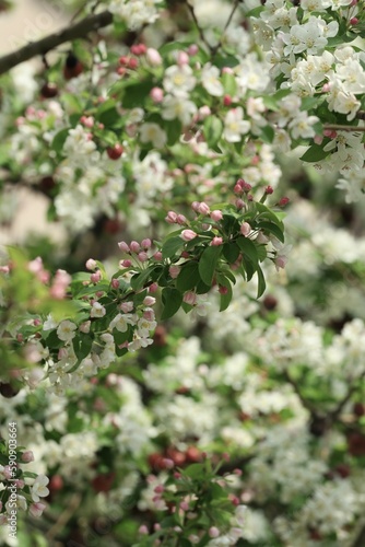 Apple flowers