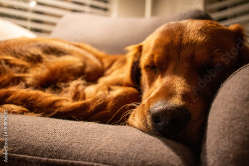 Cute Sleeping Golden Retriever Puppy on a Couch