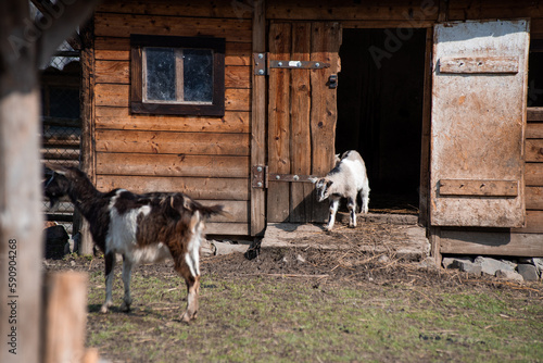 Goats farm. Little goat on a field