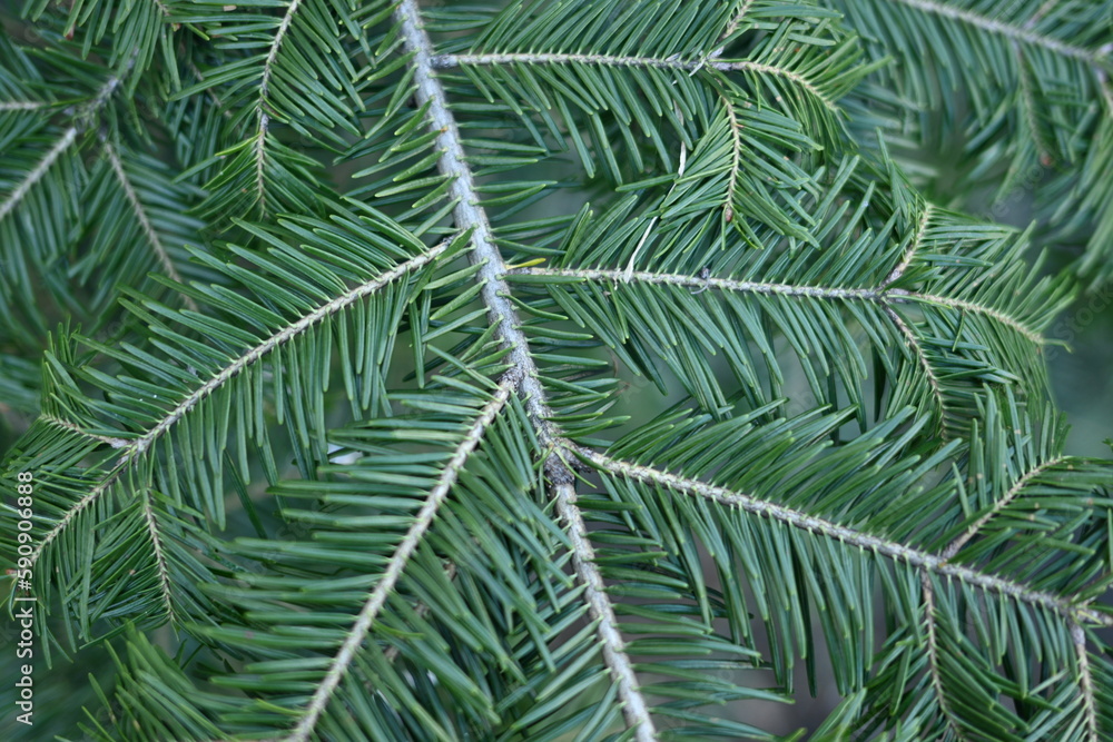 green branches of a pine tree macro, short needles of a coniferous tree close-up on a green background, texture of needles of a Christmas tree close-up, christmas tree branches, texture of needles 

