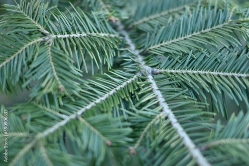 green branches of a pine tree close-up  short needles of a coniferous tree close-up on a green background  texture of needles of a Christmas tree close-up 