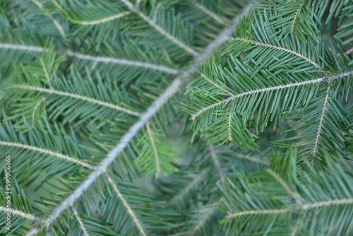 green branches of a pine tree macro  short needles of a coniferous tree close-up on a green background  texture of needles of a Christmas tree close-up  christmas tree branches  texture of needles  