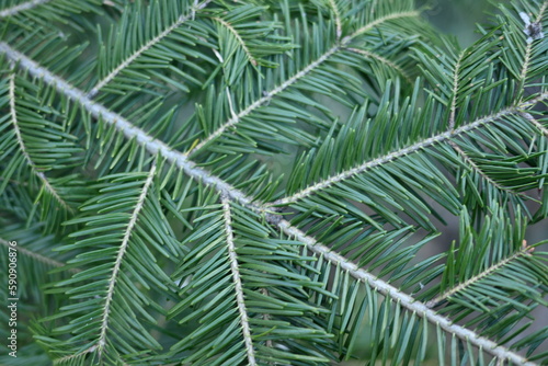green branches of a pine tree close-up  short needles of a coniferous tree close-up on a green background  texture of needles of a Christmas tree close-up 