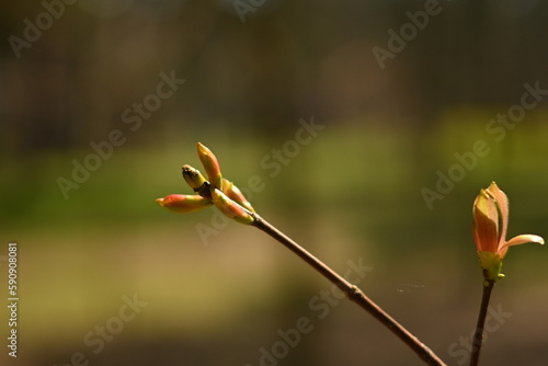 spring buds budding, plants waking up