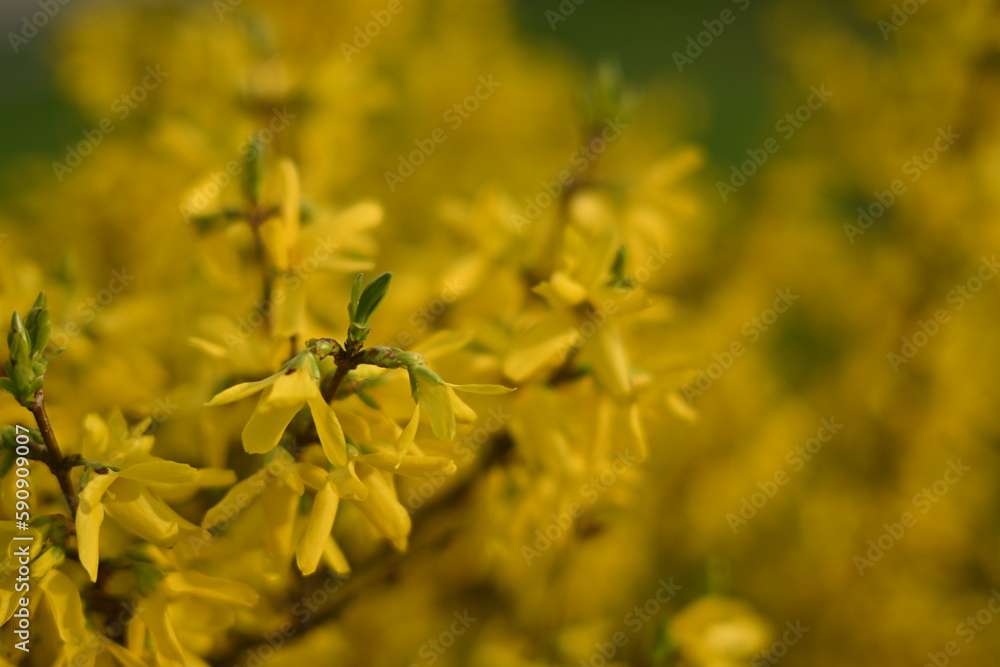 bright yellow background, bright yellow floral background, spring flowers close-up,
bright yellow branches of European forsythia against the background of a cloudy sky, spring flowering pieces bright yellow background, bright yellow floral background, spring flowers close-up,
bright yellow branches of European forsythia against the background of a cloudy sky, spring flowering pieces