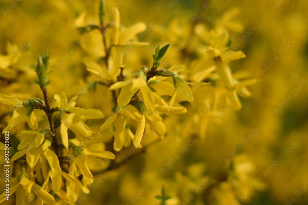 bright yellow background, bright yellow floral background, spring flowers close-up,
bright yellow branches of European forsythia against the background of a cloudy sky, spring flowering pieces bright yellow background, bright yellow floral background, spring flowers close-up,
bright yellow branches of European forsythia against the background of a cloudy sky, spring flowering pieces