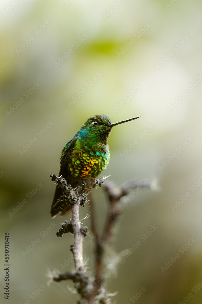 Fototapeta premium hummingbird very rare in colombia golden color