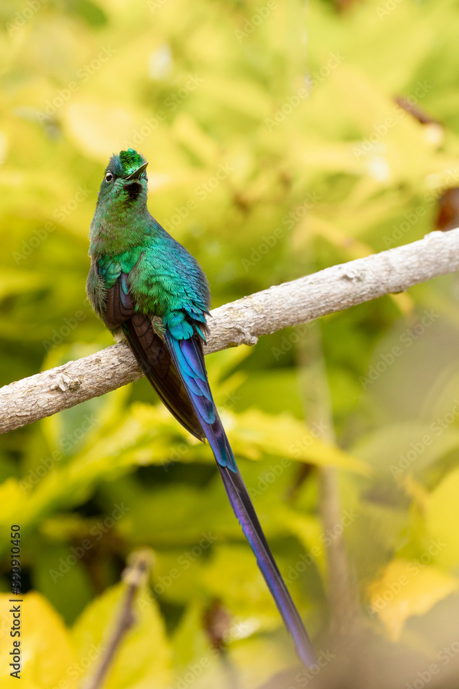 Obraz premium long-tailed hummingbird perched on a branch in the forest