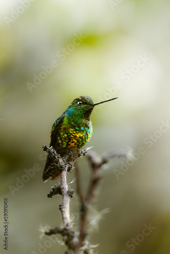 hummingbird very rare in colombia golden color