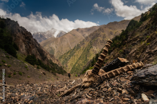 A ibex skeleton on a steep slope on a trek in the Turkestan mountains. In Kyrgyzstan. photo